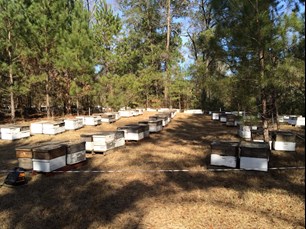 Beehives with polytape fence
