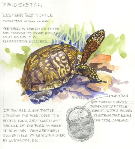 sam beibers box turtle sketch