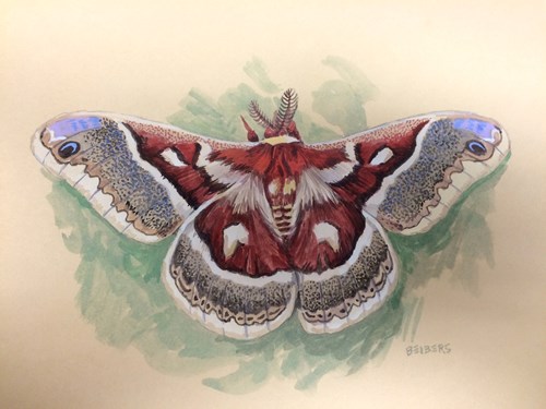 sam beibers moth sketch