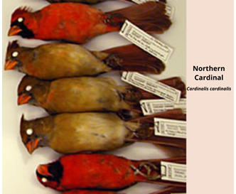 mmns-value-of-collections-northern-cardinal