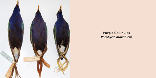 mmns-purple-gallinules-vertical