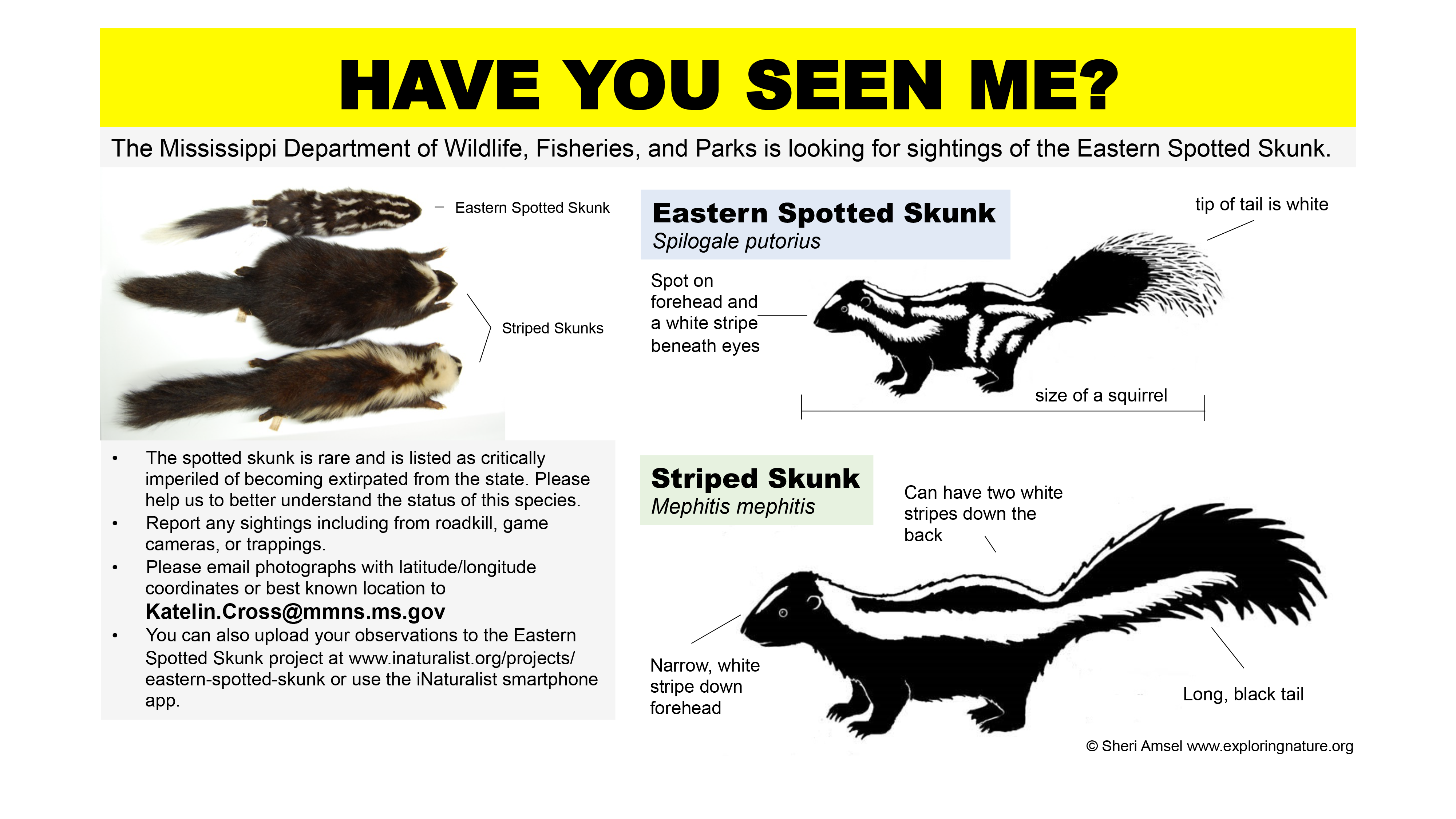 spotted skunk have you seen me