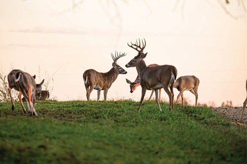 Deer bucks in Mississippi. Photo by Monita McCool