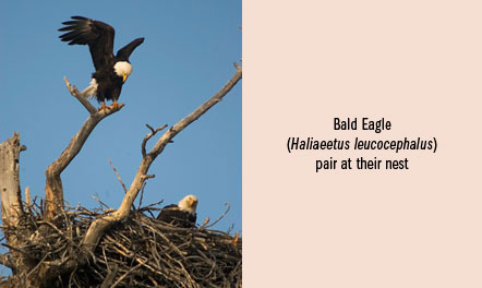 research_photocaption_bird_baldeagle