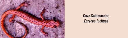 research_photocaption_cave_salamander
