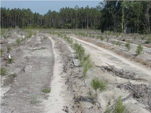 Pine plantation management on vegetation communities 1