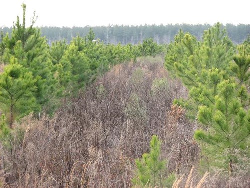 Pine plantation management on vegetation communities 4