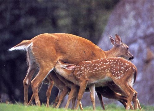 Lactation Whitetail Deer 1