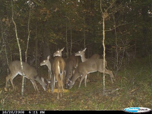 Lactation Whitetail Deer 2
