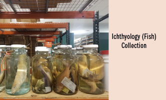 icthyology collection