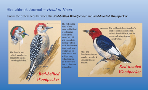 woodpeckers sketch