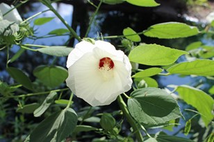Woolly Rose Mallow