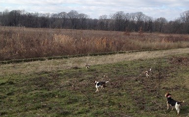 Beagles Hunting