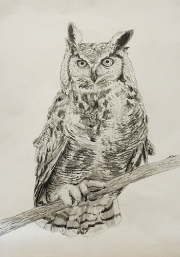 Mississippi Great Horned Owl