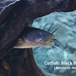 Photo of Aquarium ID