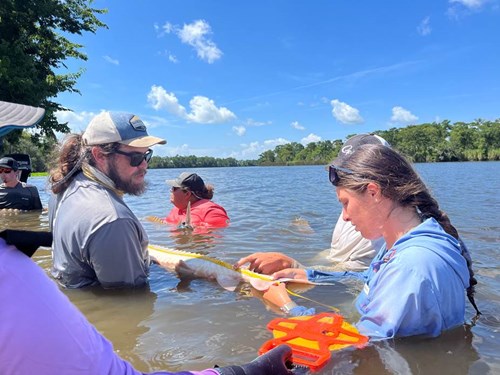 USM sturgeon research in the field