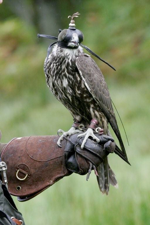 Falconry