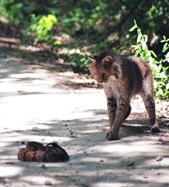 Bobcat stares at a coiled rattlesnake - Photo by Adam Butler and Med Palmer