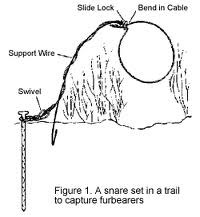 Cable Snare. Trail set snare diagram.