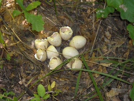 Turkey eggshells in a nest - Photo by Adam Butler and Med Palmer