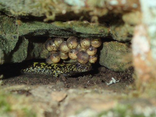 State-endangered green salamander guarding her eggs; Photo credit: Tom Mann