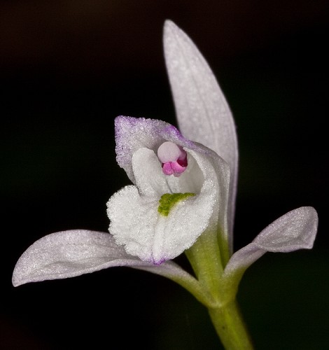 Closeup of three birds orchid, which is considered an S2 species in MS; Photo credit: SoutheasternFlora.com 