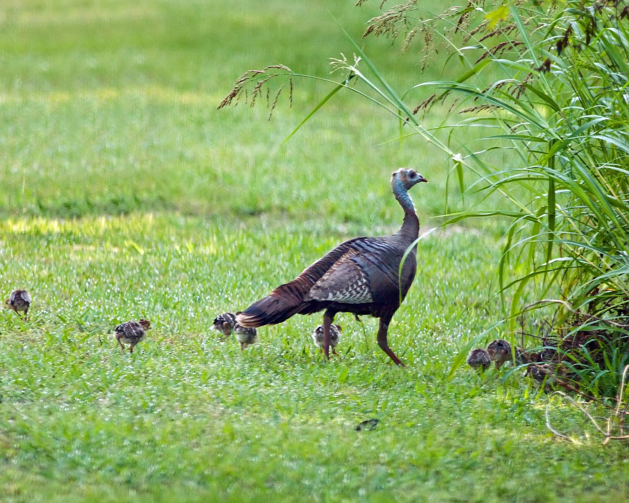 Leave young wildlife alone turkey poults 