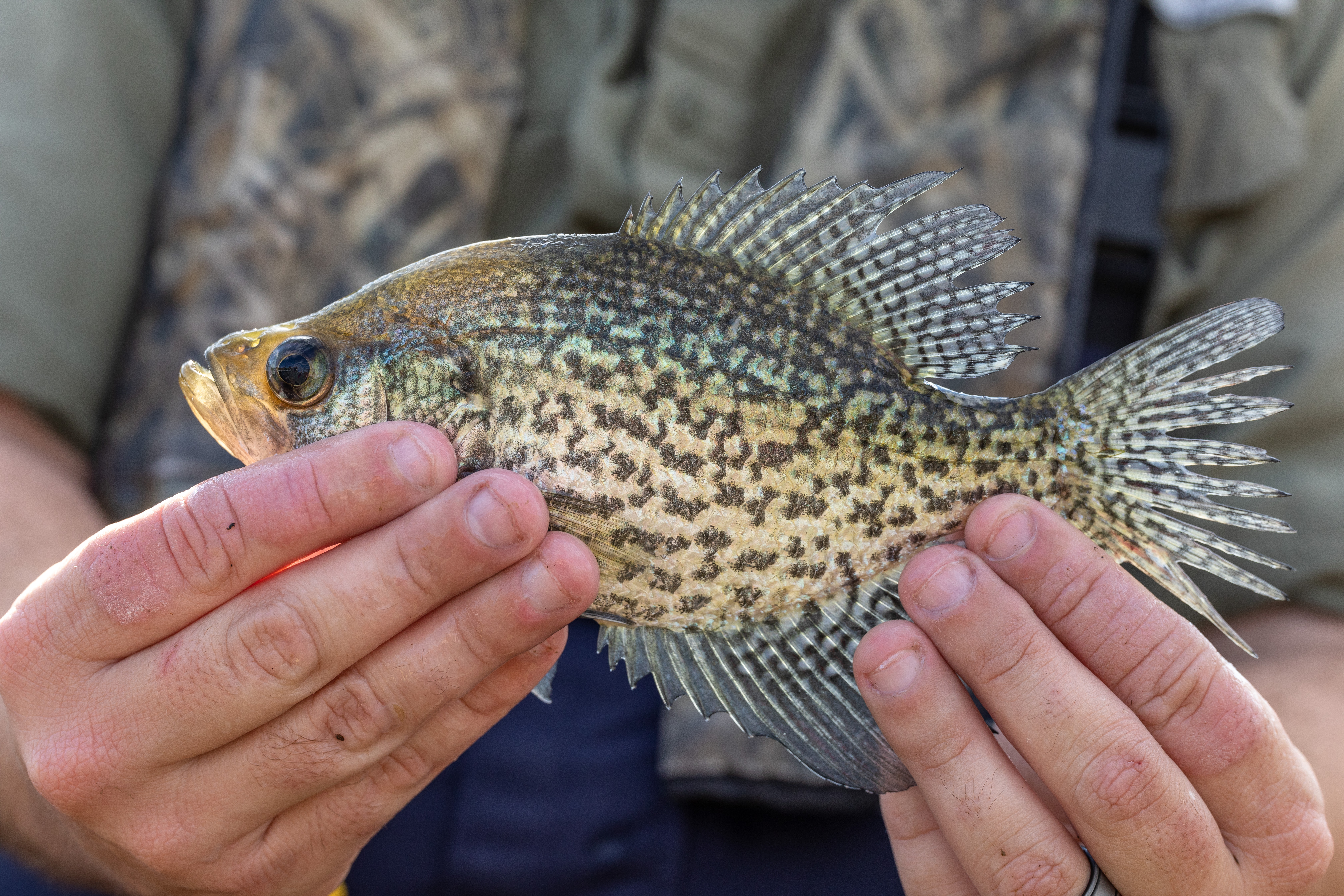 Crappie fish