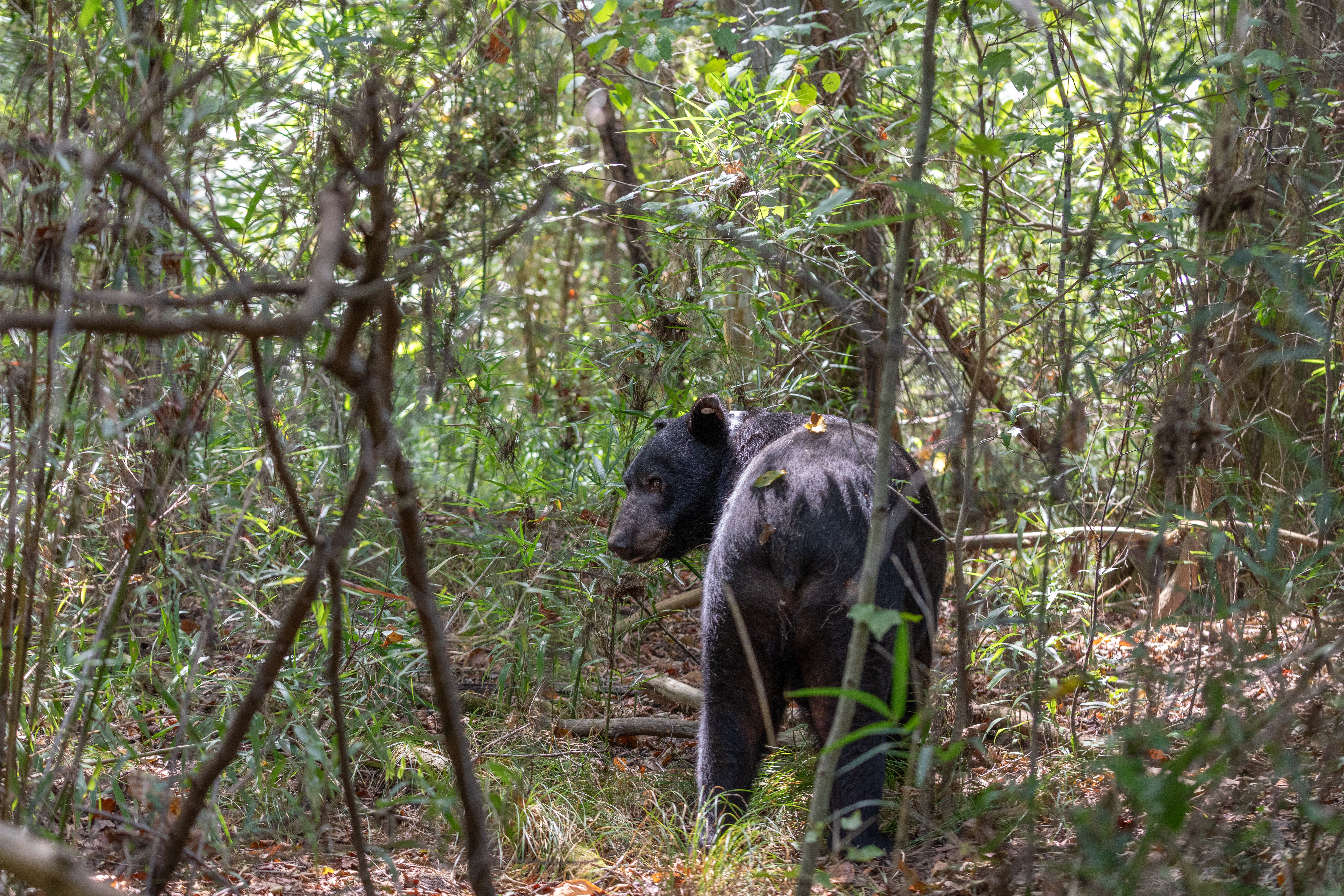 Black Bear