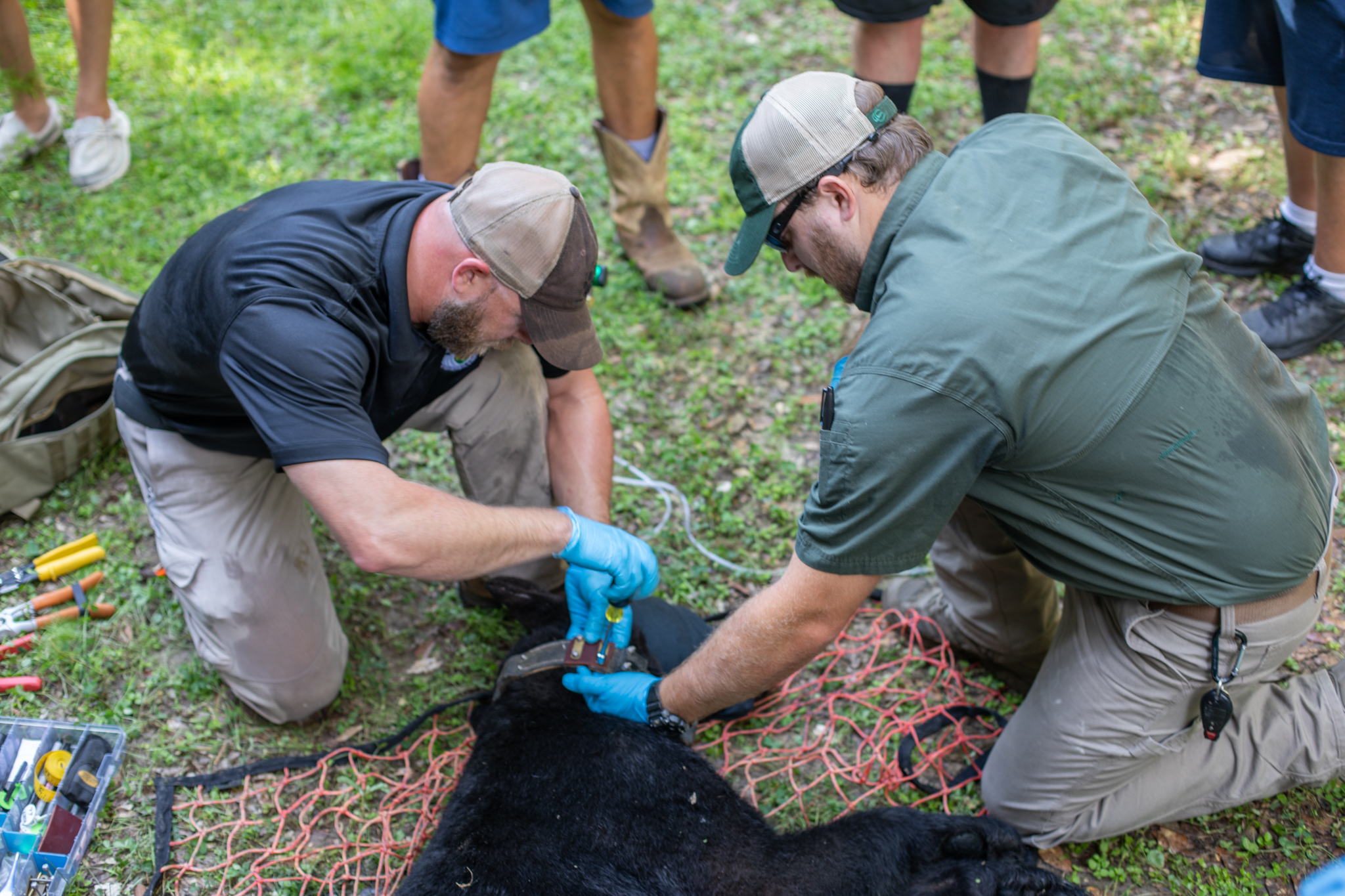 Black Bear collaring