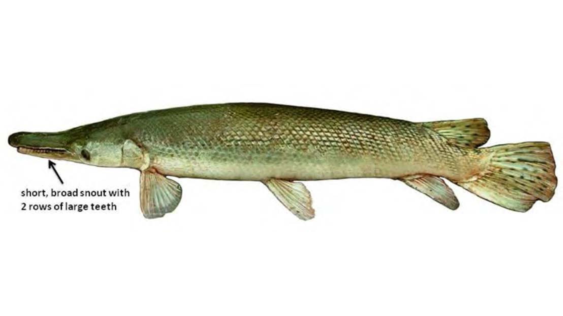 Alligator Gar