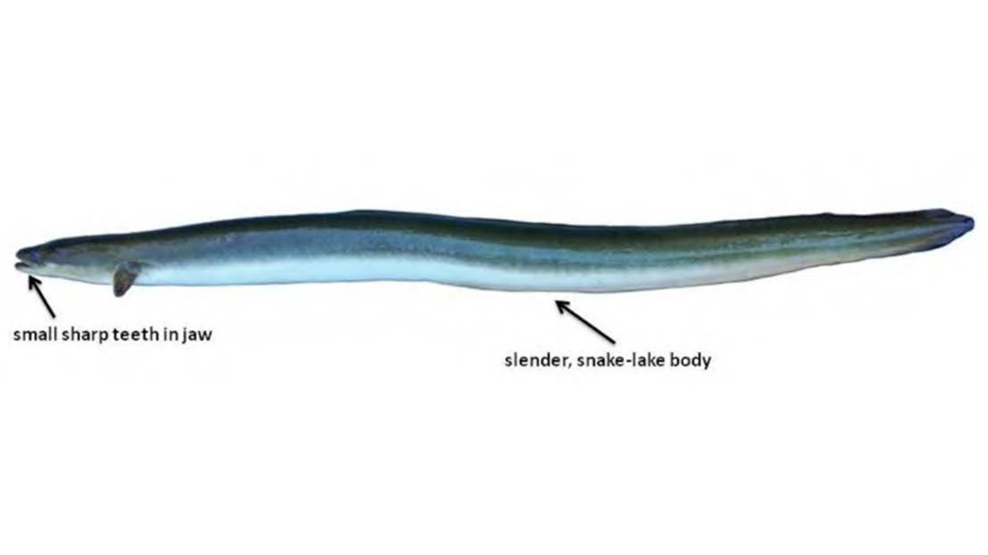 American Eel | Mississippi Department of Wildlife, Fisheries, and Parks