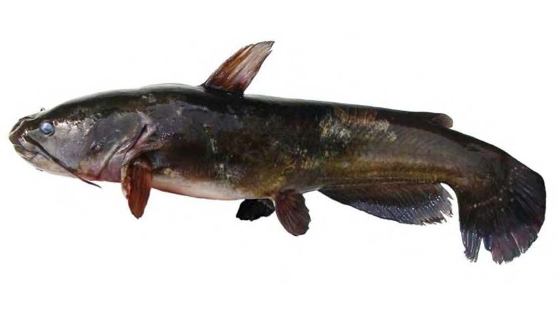 Black Bullhead