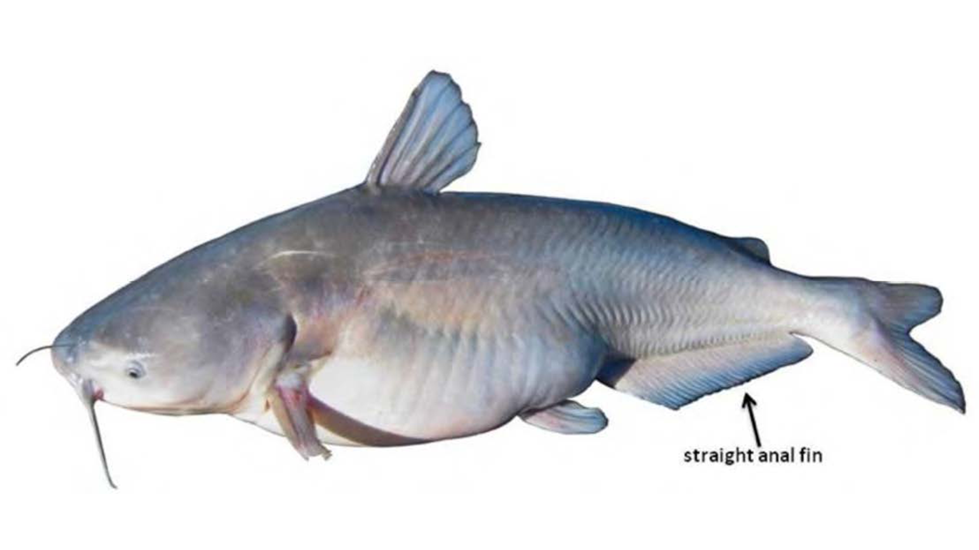 Blue Catfish