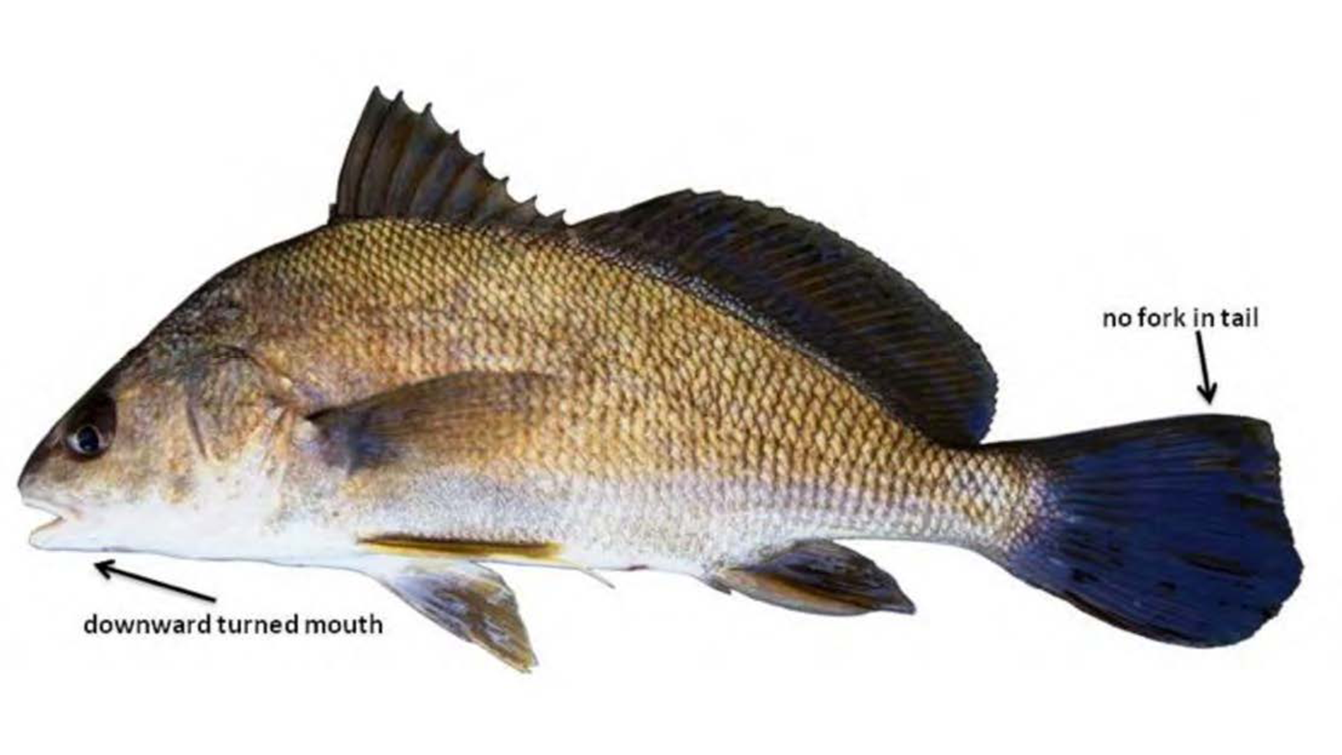 Freshwater Drum