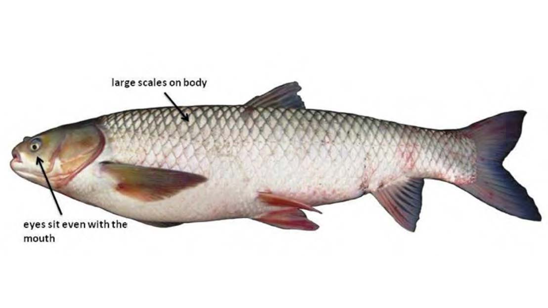 Grass Carp