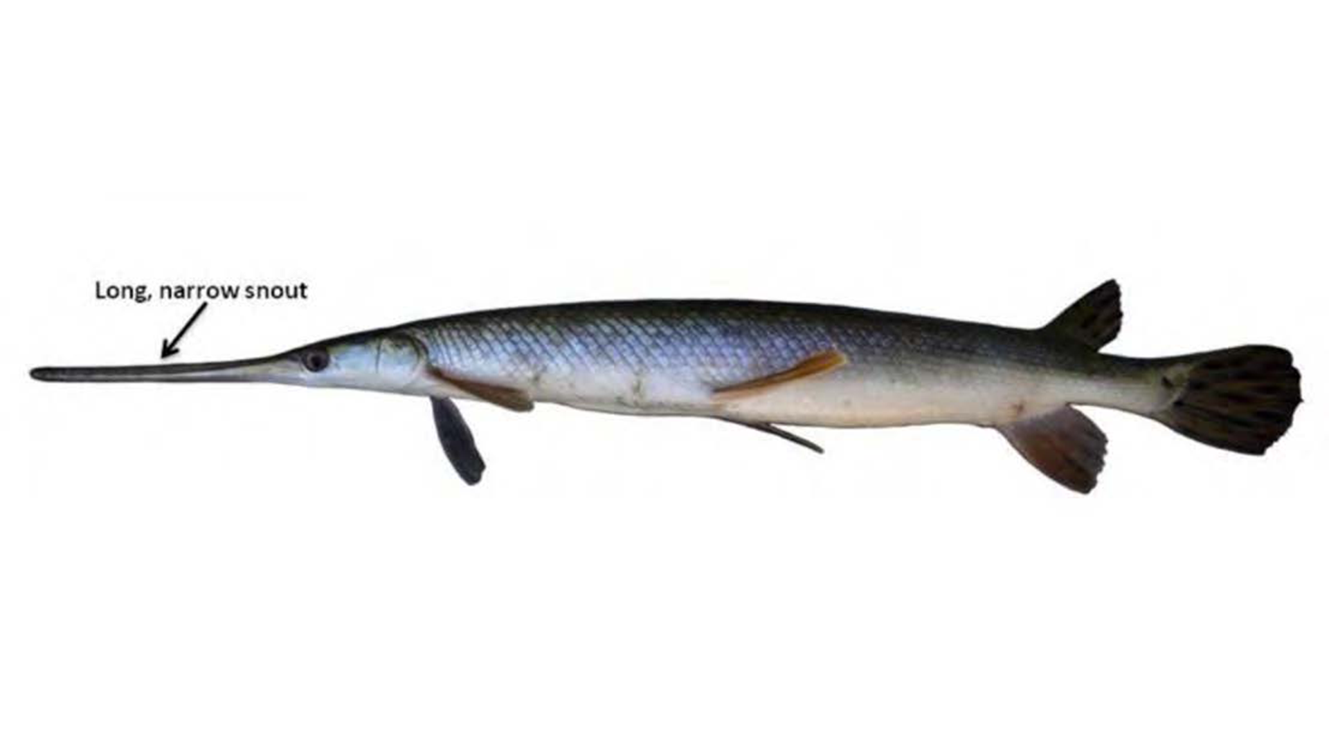 Longnose Gar