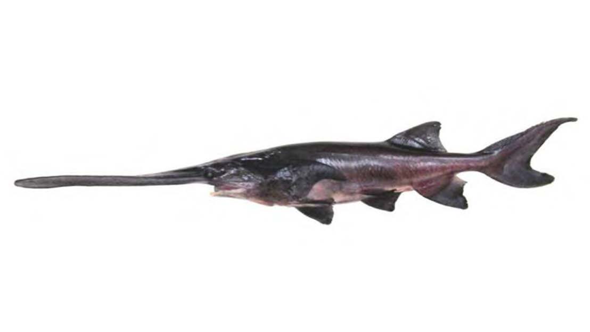 Paddlefish