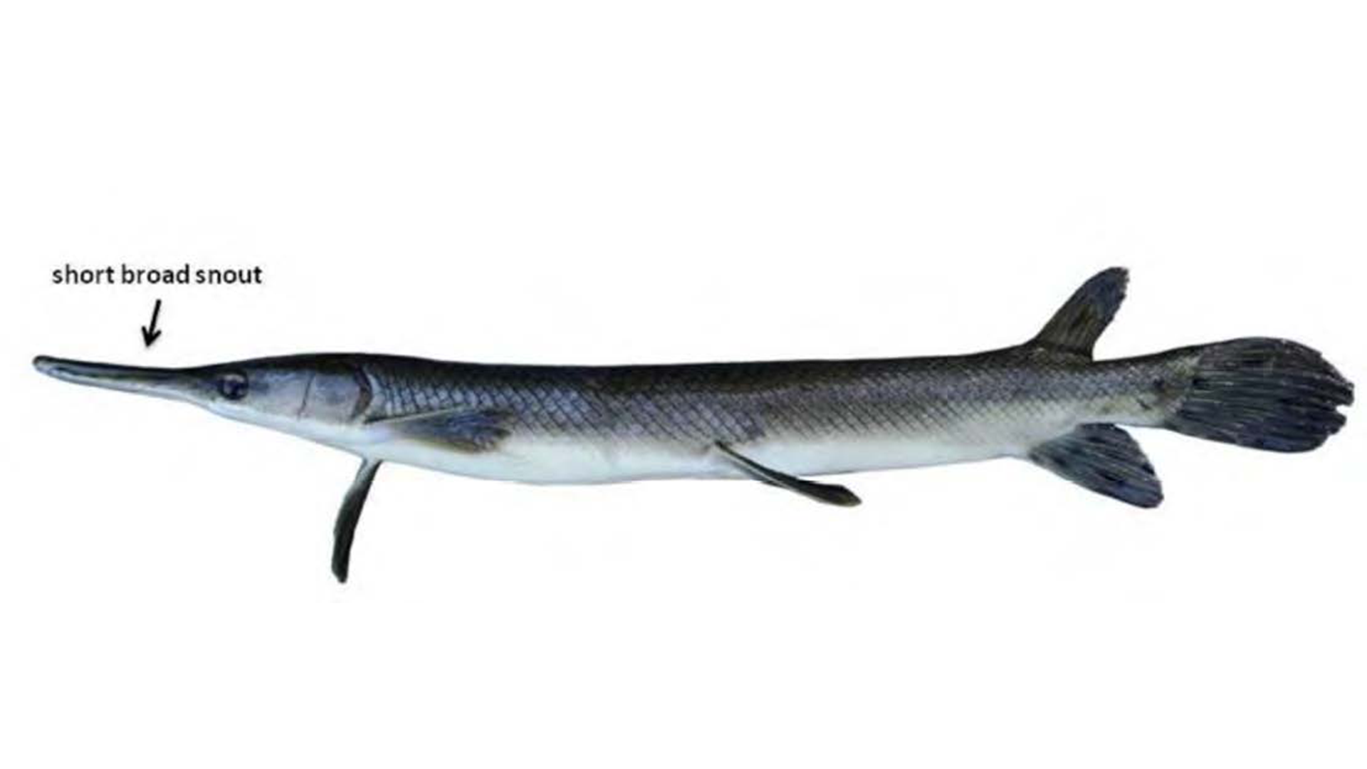 Shortnose Gar