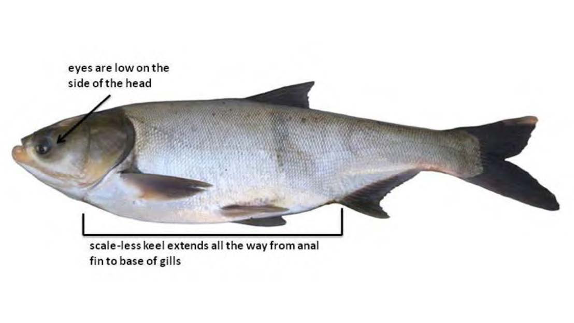 Silver Carp