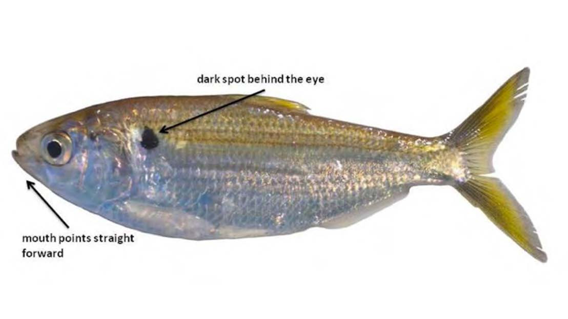 Threadfin Shad | Mississippi Department of Wildlife, Fisheries, and Parks