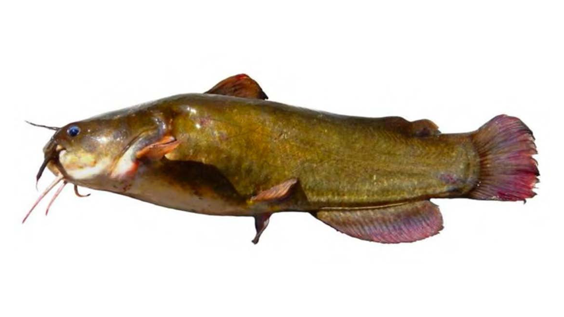 Yellow Bullhead | Mississippi Department of Wildlife, Fisheries, and Parks