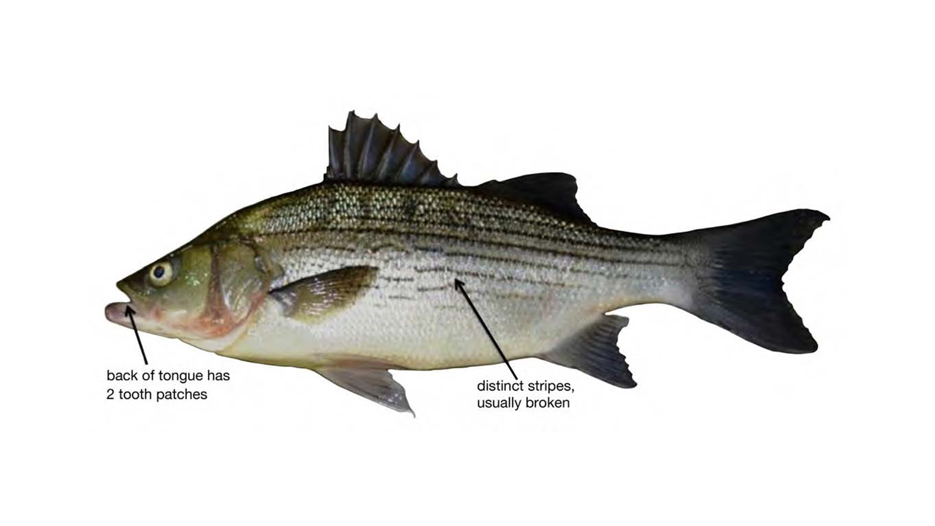 Hybrid Striped Bass