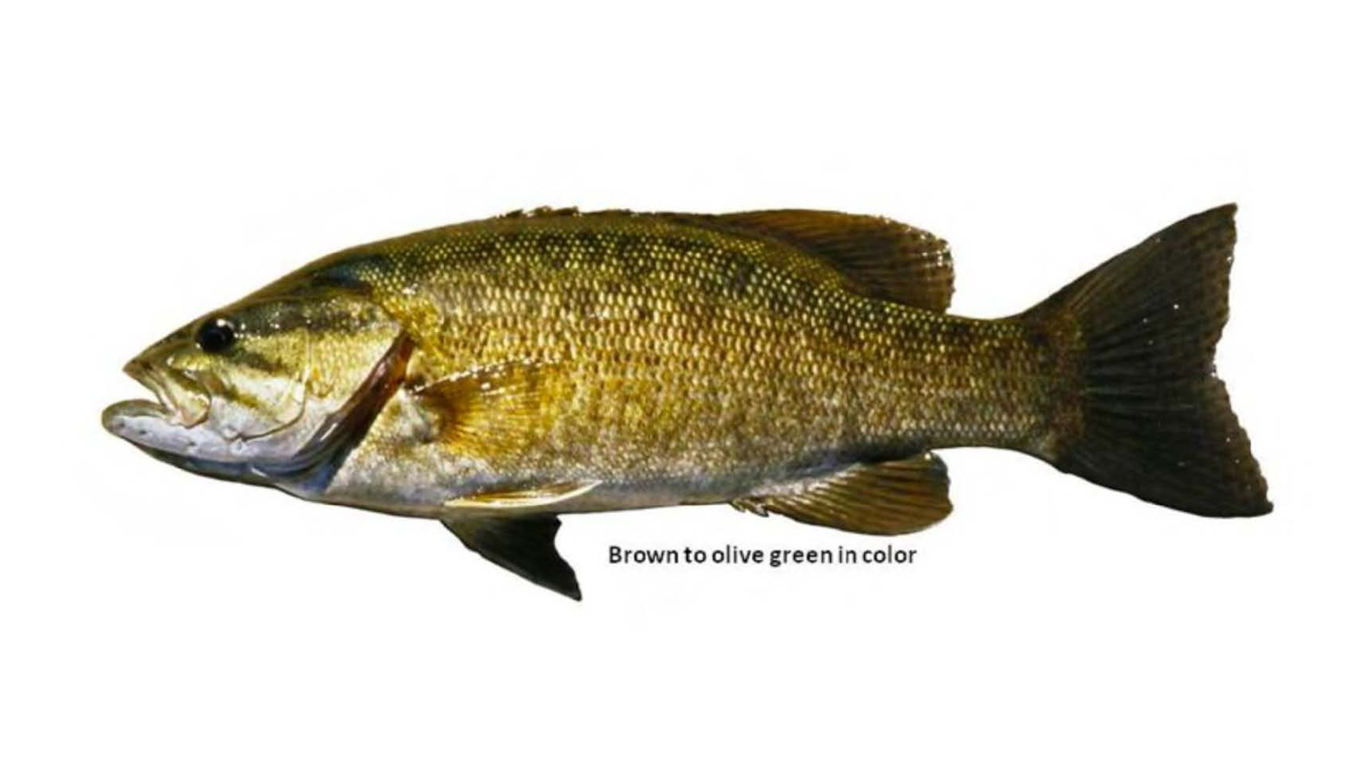 Smallmouth Bass