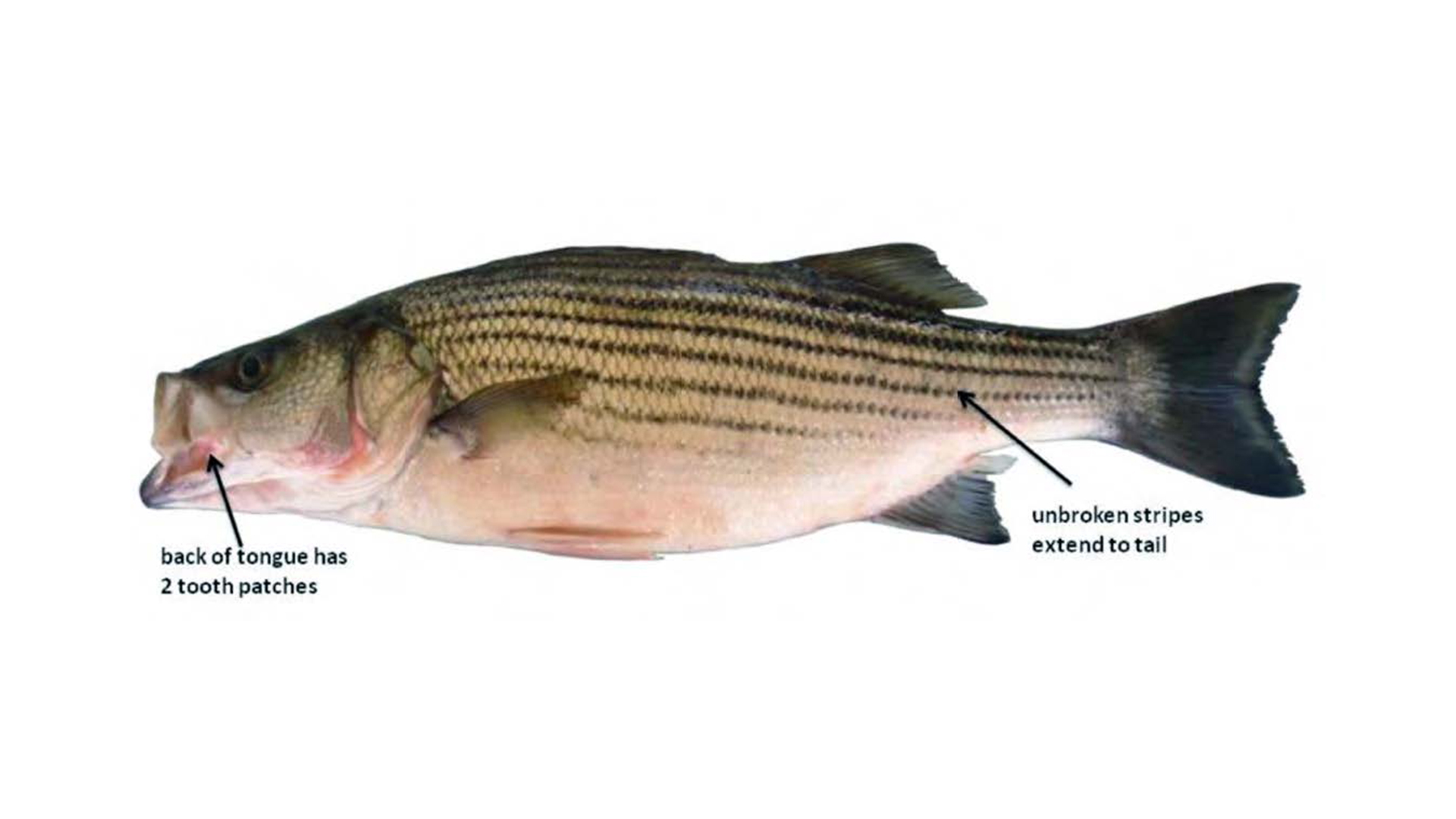 Stripped Bass