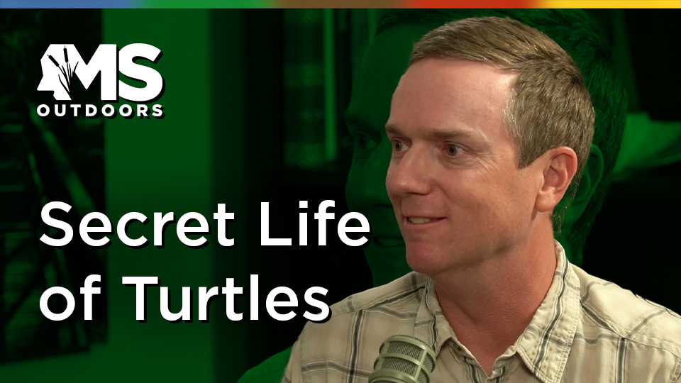 Secret Life of Turtles