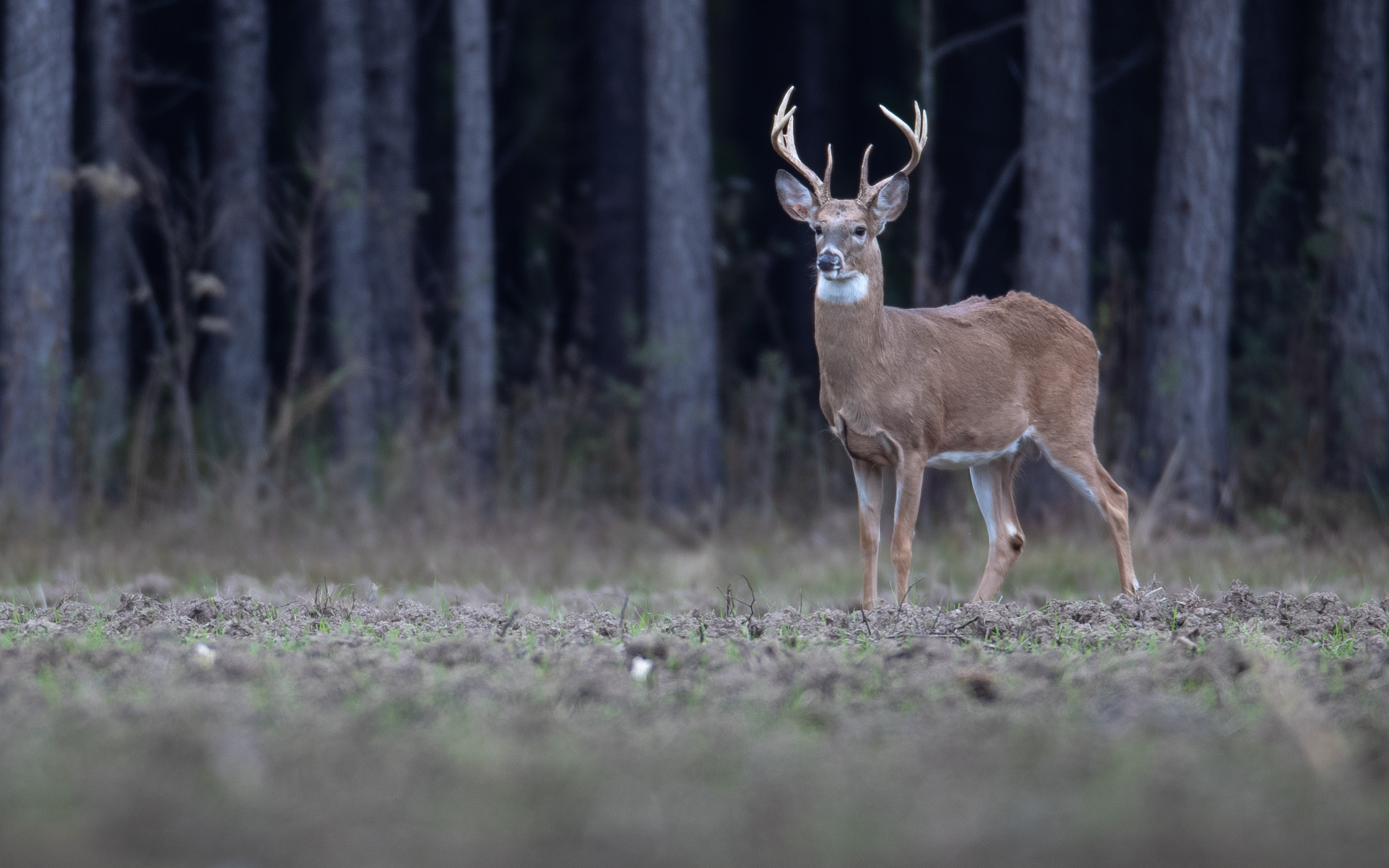 whitetailed deer