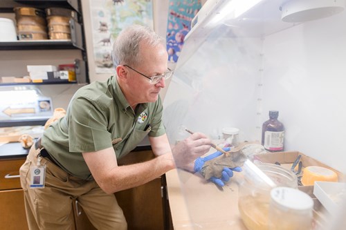 Expert does detailed work under a hood in a lab