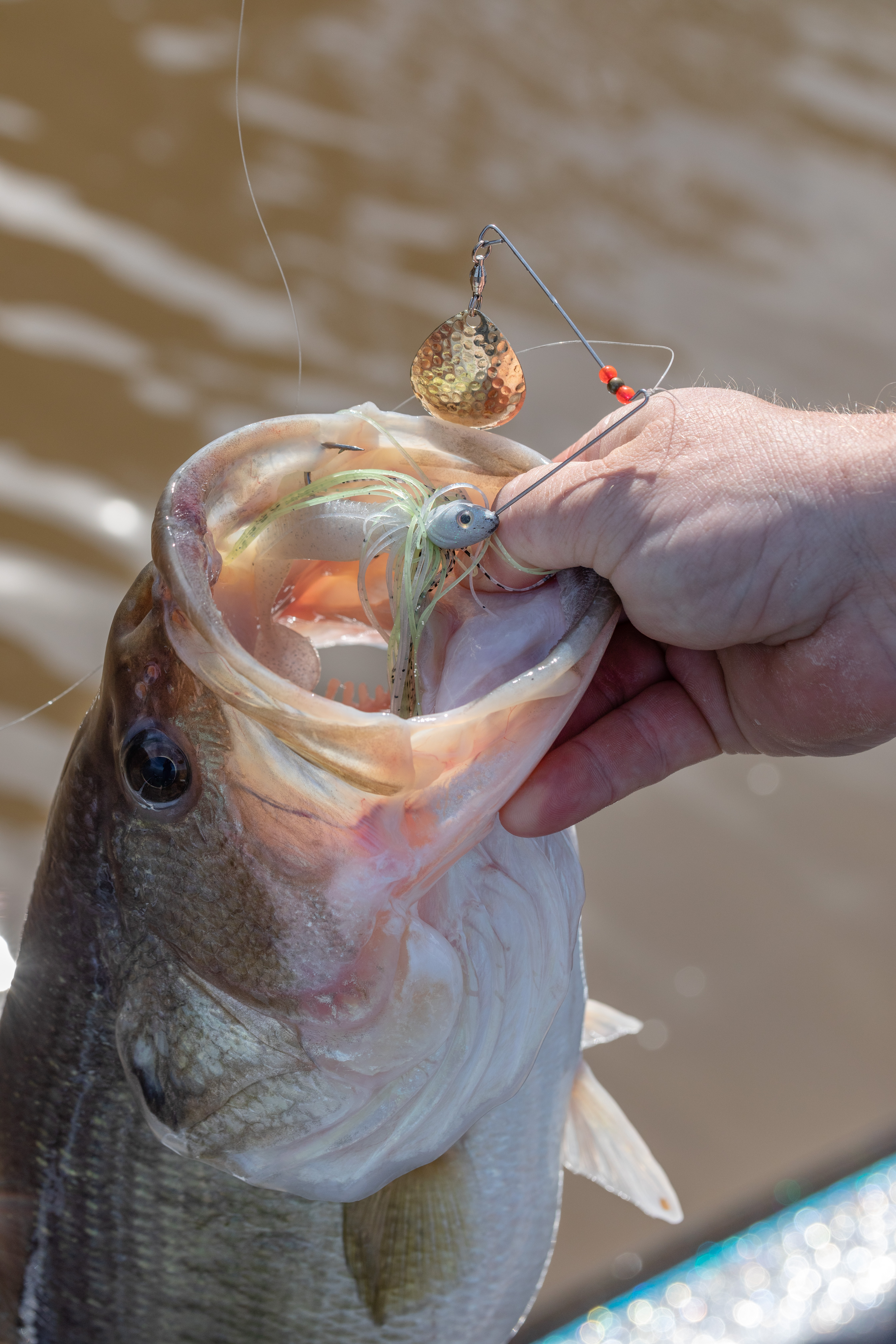 Angler holding a bass hooked in the mouth