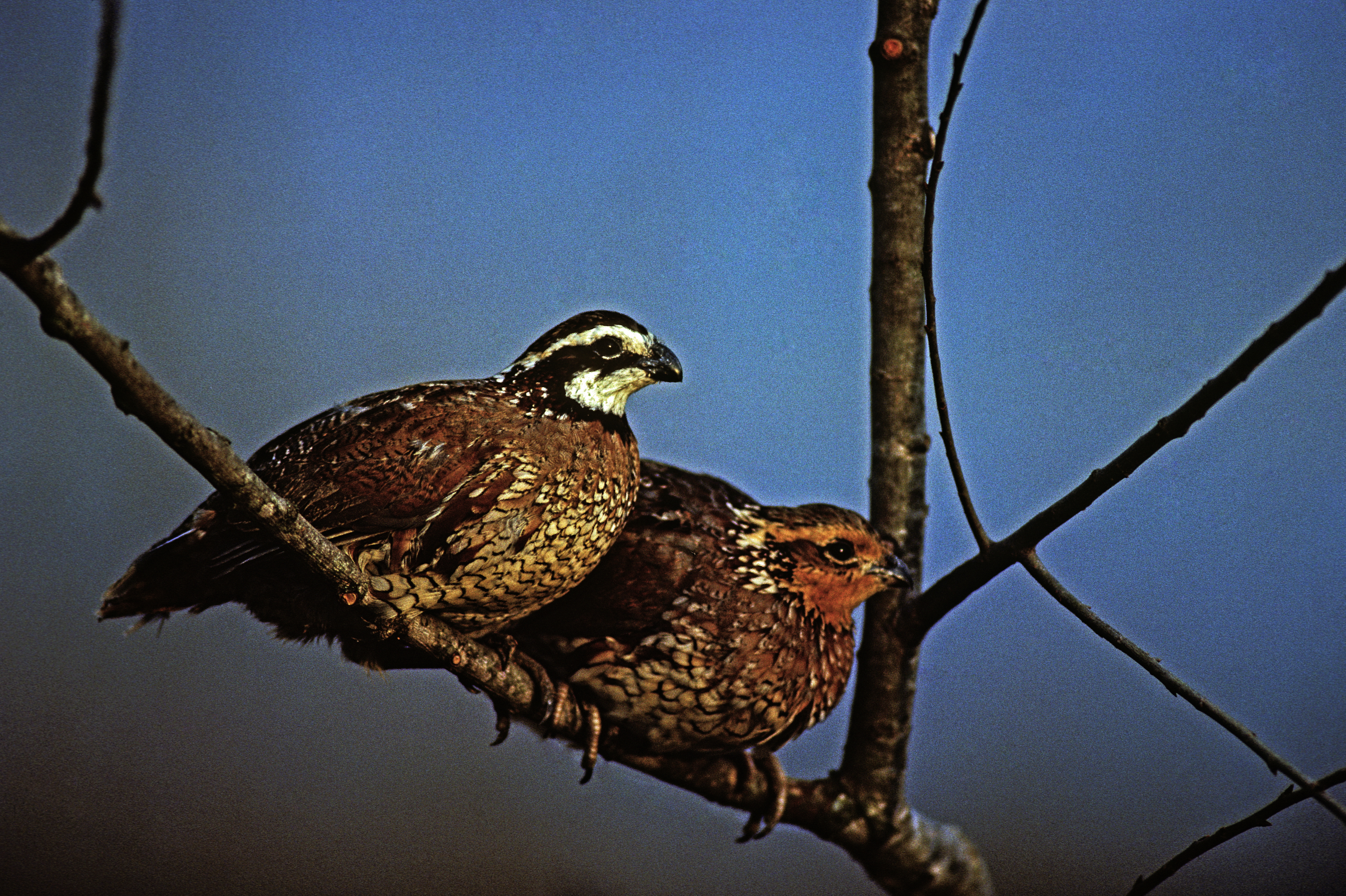 Pair of bobwhite quail on a branch